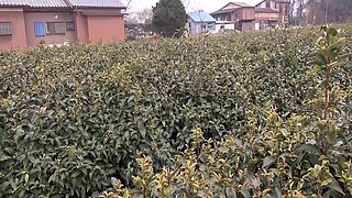 M979g04 a Plain and Rustic Country Lady! Appearing in Av in Search of Stimulation for Rural Life Without Entertainment!