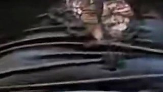 Perfect Bobs Wife so Horny Alone in Home While Cuckold Is Working