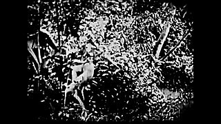 El Satario - Restored 4K Vintage Erotica