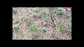 Landing in the Forest 1