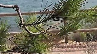Dick Flash - I Pull Out My Cock in Front of a French Girl... Beach Path and She Helps Me Cum in Mounth Caught!!!