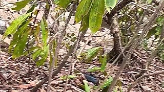 Daddy's Camping in the Woods and Princess Deepthroats Daddy's Big Fat Cock Swallows His Huge Load