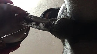 Sloppy Blowjob