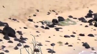 Blowjob on the beach and some fun on a trip to Hawaii