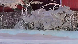 [mmd] Yolandel & Rita Chocolate Cream Double Striptease Black Silk Pantyhose Big Nipple Nipple Milk Chain Red Sole High Heels