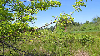 Out in the Field for Sun