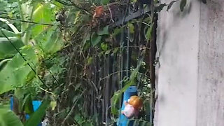 Naughty Molly Explore Body and Pussy in Jungle