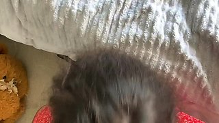 Sexy Slut Gives A Big Cock A Blowjob In The Car