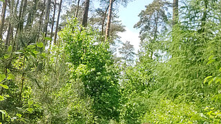 Amateur hot femboy jerks off in nature cumshot 3FTBouch