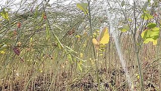 Desi Village Outdoor Sex - Ritu's Big Natural Tits and Tight Pussy Fucked Outside in Fields