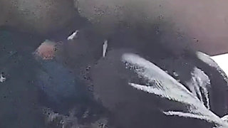 Mature Loves to Be Ridden